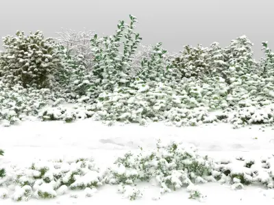 30 Wild Bushes with snow 
