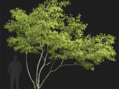 Acer Ginnala 7 3D model