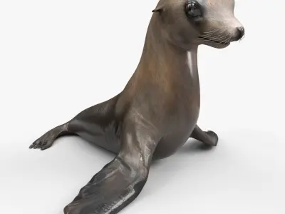  California Sea Lion Animated Rigged for Maya Collection 