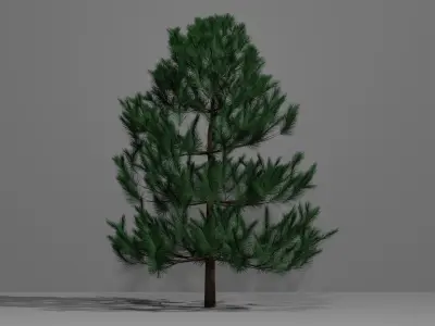 Pine Tree 2 3D model