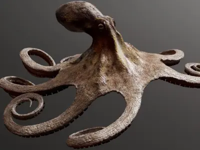  Octopus Multicolor Rigged Animated 