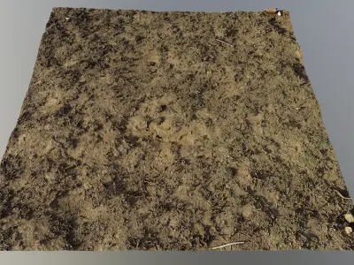 autumngrassgroundscan06102024 3D model