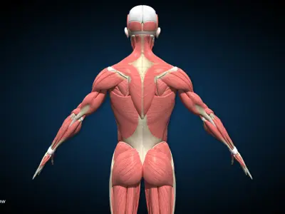 Male Muscular Skeletal V2 - Advanced Rig 3D model