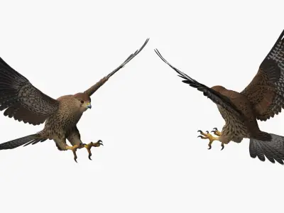  Falcon Bird Attack Pose Brown 