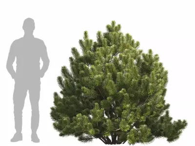 Pinus Mugo 3D model