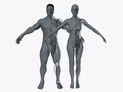 Male and Female Ultimate Anatomy Project 3D model