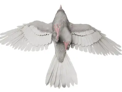  White Dove Fur Animated Rigged 3D 