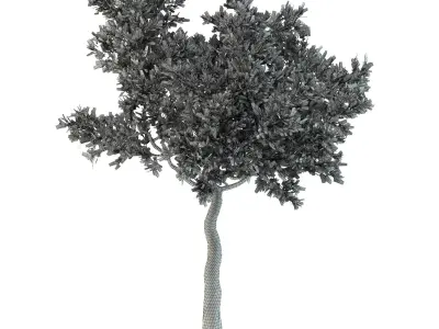 Twisted Bay tree Free 3D model