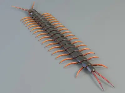  Scolopendra 