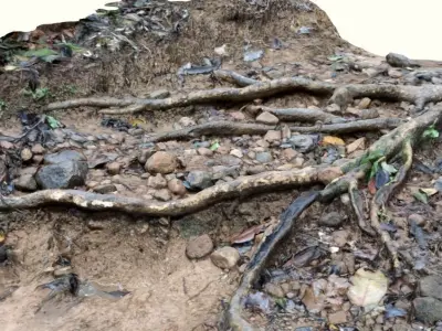 Tree roots in forest scanned 3D model