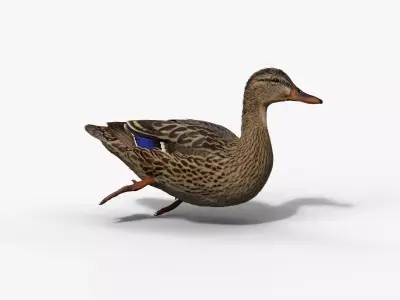 Mallard Female Animated VFX Grace 3D model