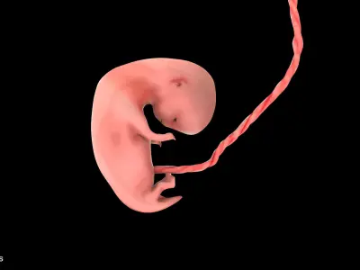 7 Weeks Human Fetus Low-poly 3D model