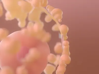  Human Egg to Fetus Animated 