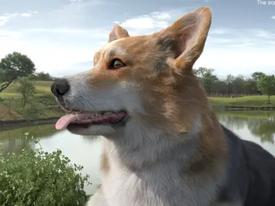  Tricolor Welsh Corgi Pembroke Resting Pose Fur for Maya 