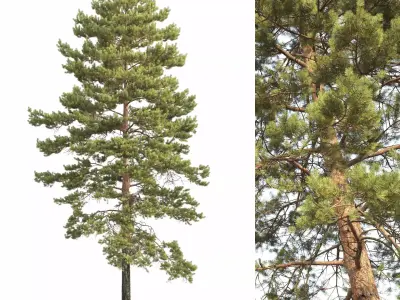 Pinus Sylvestris 34 3D model