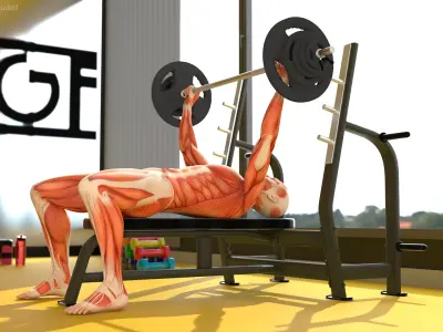  Anatomy Male Muscular System Bench Press Animated Rigged for Maya 