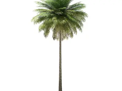Coconut Palm Tree 3D Model 10m 3D model