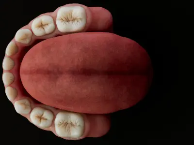  Baby Teeth Anatomy 
