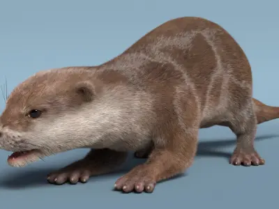  Aquatic Otter Walking Fur Animated Rigged 