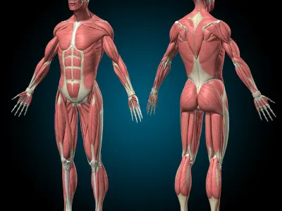 Muscles and Skeleton - Rigged 
