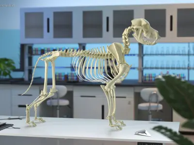  Dog Skeleton Anatomy 