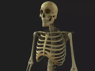 Full Body Skeleton Rigged 3D model