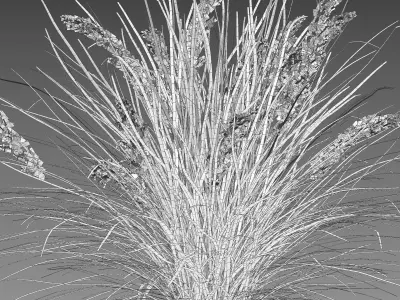 Lomandra Longifolia Nyalla - Mat Rush 3D model