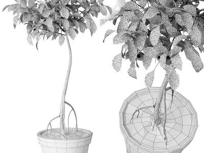 Indoor lemon tree 3D model