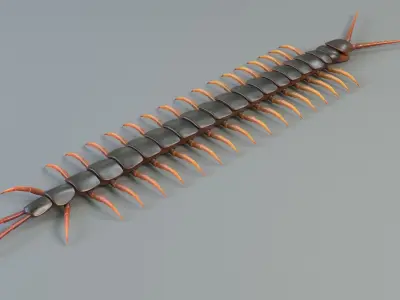  Scolopendra 