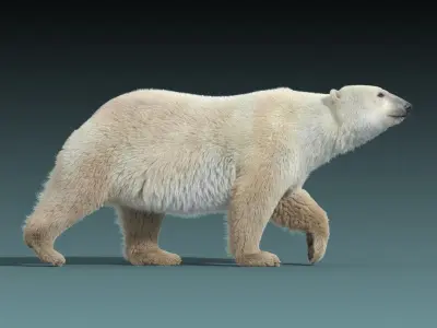  Polar Bear(FUR)(ANIMATED) 