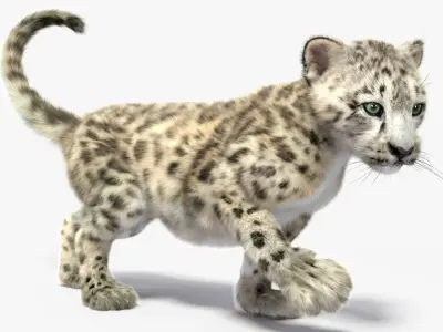  Snow Leopard Cub in Walking Pose Fur for Maya 