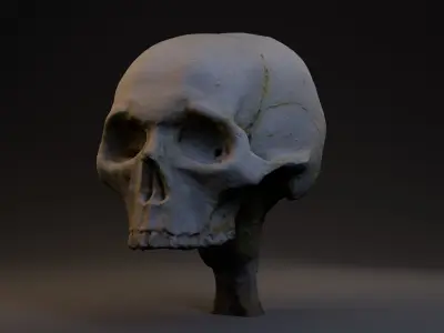 Photogrammetry Realistic Skull 8k 3D model