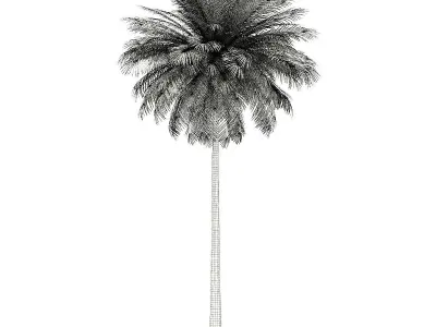 Coconut Palm Tree 3D Model 10m 3D model