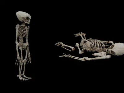 Humanoid Alien Skeleton  Low-poly 3D model