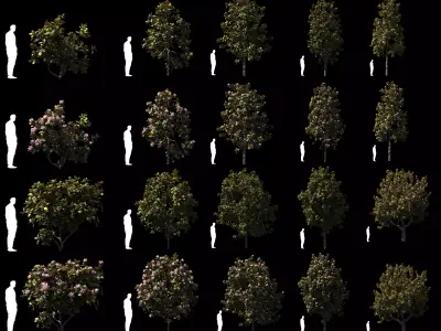 Magnolia All Pack 20 tree models plus GrowFX files 3D model