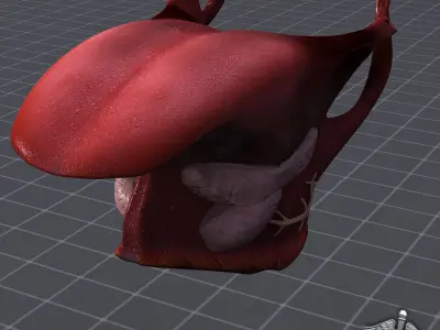 Human Tongue Anatomy 3D model