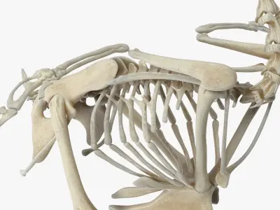  Animal Skeletons Collection 3 