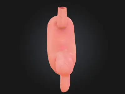 Human Stomach Diagram  A Clear View of Digestion 3D model