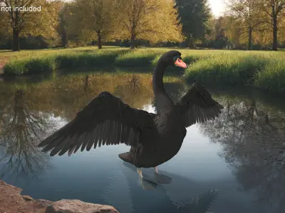  Black Swan 