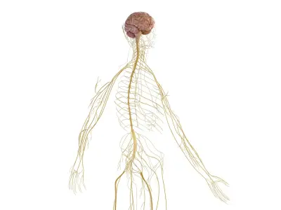  Complete Human Male Anatomy 01 