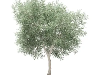 Olive Tree 3D model