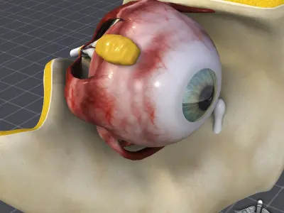 Human Eye Anatomy 3D model
