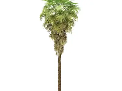 California Palm Tree 3D Model 12m 3D model