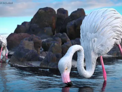  White Flamingo Bird in Feeding Pose 