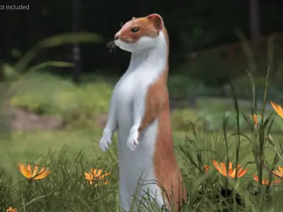  Agile Ermine Animated Fur Rigged For Blender 