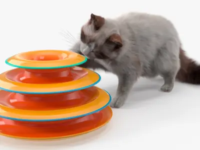  Ragdoll Cat Playing with Tower Track Toy Fur for Cinema 4D 