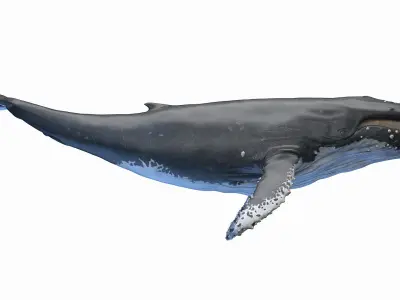  Humpback Whale Anatomy 