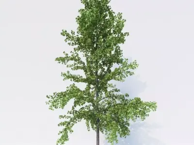 Generic Architectural Trees  3D model