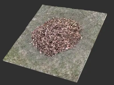 Leaves on the ground 3d scan 3D model