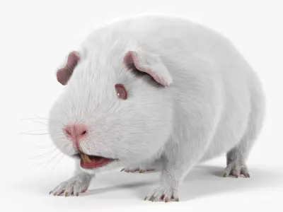  Albino Guinea Pig Red Eyes and Short Hair White Fur 